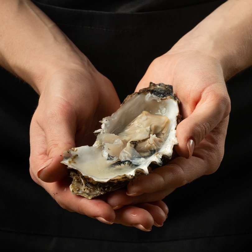 oysters in a plate with ice and lemon, in the hands of the chef, on a wooden background. Seafood, restaurant, delicious taste